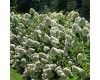 Hydrangea Paniculata 